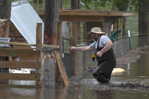 Overflow from the swollen Trinity River fills James Smart's backyard as wades the floodwaters to make preparations to his chicken coup to ensure the safety of his livestock, Sunday, May 5, 2024, near Liberty, Texas. (Kirk Sides/Houston Chronicle via AP)