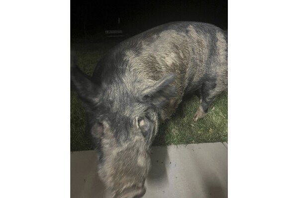 In this image provided by Jake Molgaard, Kevin Bacon, a 450-pound porker wandered, Friday, March 1, 2024, from his pen before moseying down the road where he was caught hamming it up on the Molgaard family's security camera. ( Jake Molgaard via AP)