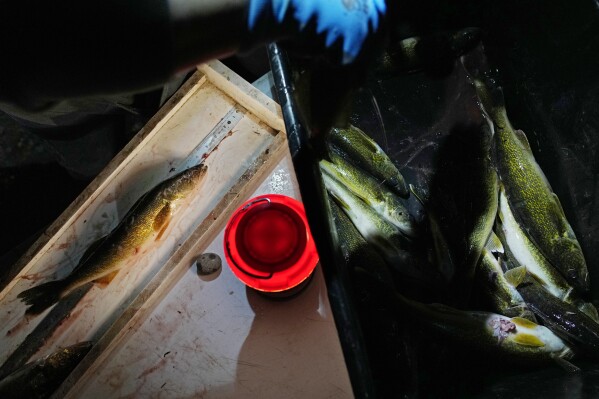 Walleyes caught are measured by a boat landing on Round Lake Saturday, April 13, 2024, near Hayward, Wis. (AP Photo/John Locher)