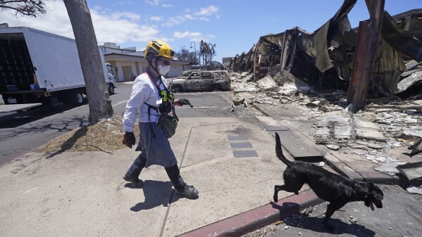 FILE - A member of a search-and-rescue team walks with her cadaver dog near Front Street, Saturday, Aug. 12, 2023, in Lahaina, Hawaii, following heavy damage caused by wildfires. (AP Photo/Rick Bowmer, File)