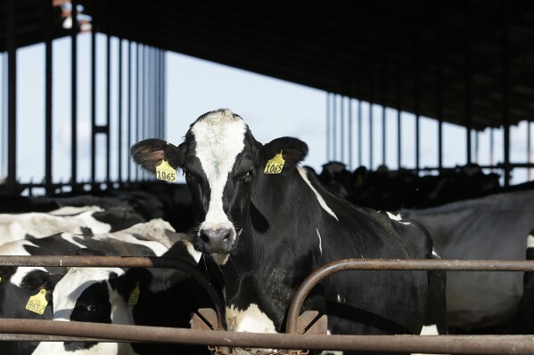 FILE - Cows are seen at a dairy in California, Nov. 23, 2016. The U.S. Food and Drug Administration said Tuesday, April 23, 2024, that samples of pasteurized milk had tested positive for remnants of the bird flu virus that has infected dairy cows. (AP Photo/Rich Pedroncelli, File)