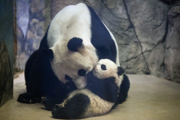 FILE - Bao Bao, a giant panda cub, is approached by her mother Mei Xiang in their indoor habitat at the Smithsonian's National Zoo on Jan 7, 2014, in Washington. Panda lovers in America received a much-needed injection of hope Wednesday, Nov. 15, 2023, as Chinese President Xi Jinping said his government was “ready to continue” loaning the black and white icons to American zoos. (AP Photo/Charles Dharapak, File)