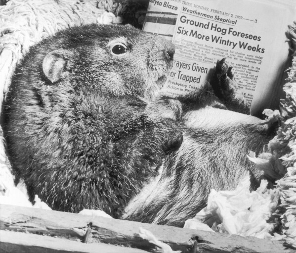 FILE - Mr. Groundhog relaxes in his bed, Feb. 3, 1959, in Scranton, Pa., after making his prediction. Appearing to scan the newspaper to check the facts is this frisky pet of Alex Jimoosky Jr. The arrival of annual Groundhog Day celebrations Friday, Feb. 2, 2024, will draw thousands of people to see celebrity woodchuck Phil at Gobbler's Knob in Punxsutawney, Pa. — an event that exploded in popularity after the 1993 Bill Murray movie. (AP Photo, File)