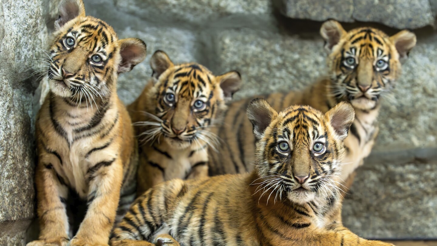 Polskie zoo świętuje narodziny 4 tygrysów sumatrzańskich – gatunku krytycznie zagrożonego