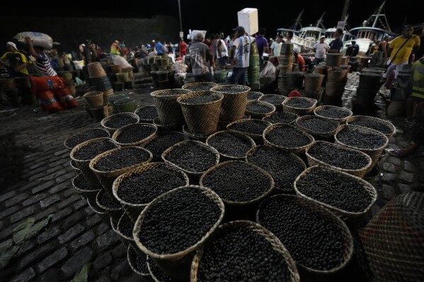 Baskets of acai are for sale at the Acai Fair at the Ver o Peso market in Belem, Brazil, Monday, Aug. 7, 2023. Among leaders and advocates of the Amazon rainforest region, there's hope for bioeconomy, a term that refers to people making a living from the forest without cutting it down. Examples include Acai fruits, Pirarucu fish and rubber tapping. (AP Photo/Eraldo Peres)