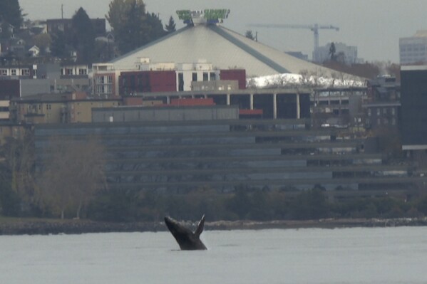 In this image taken from a video, a humpback whale breaches from the waters off Seattle on Thursday, Nov. 30, 2023. The whale has been spotted swimming in Elliott Bay for three days. Humpback whales visit the waters of the Seattle area as they migrate up and down the West Coast. (AP Photo/Manuel Valdes)