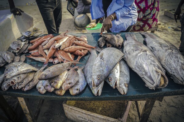 Various species of fish are displayed at the Soumbedioune fish market in Dakar, Senegal, May 31, 2022. (AP Photo/Grace Ekpu, File)