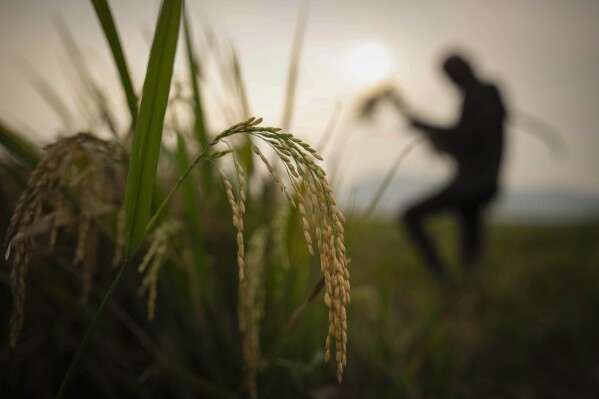 A farmer harvests rice crop in a paddy field on the outskirts of Guwahati, India, Tuesday, June 6, 2023. Experts are warning that rice production across South and Southeast Asia is likely to suffer with the world heading into an El Nino. (AP Photo/Anupam Nath)