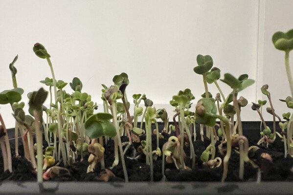 This Jan. 23, 2024, image provided by Jessica Damiano shows seeds sown in a takeout food container for growing microgreens on Long Island, New York. (Jessica Damiano via AP)