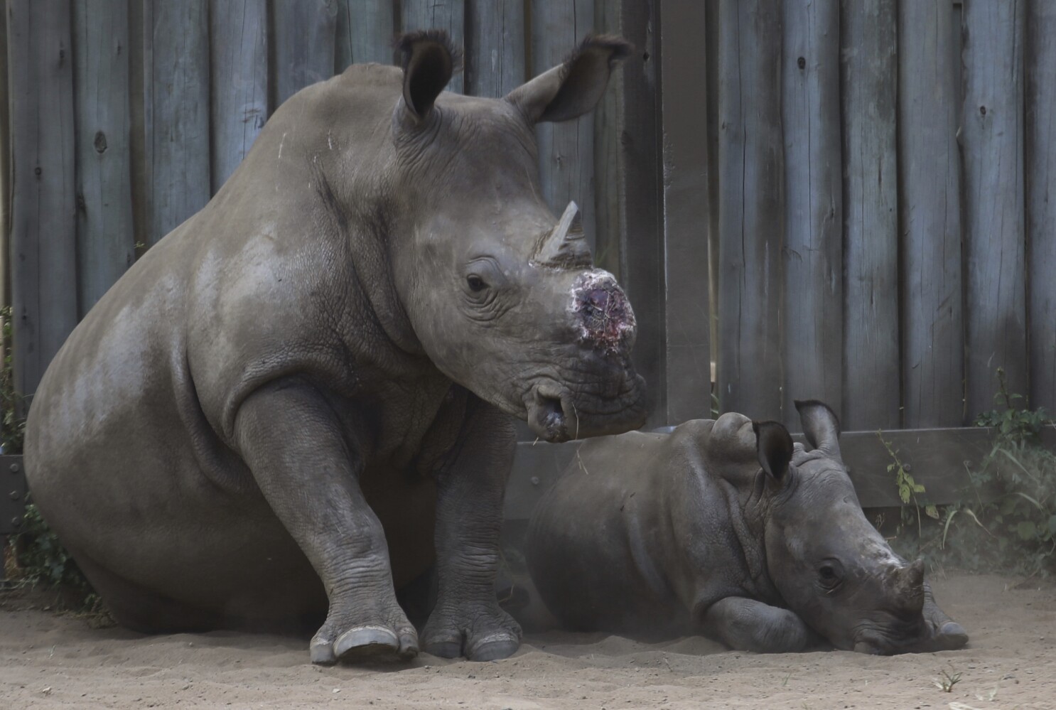 A new study finds that dehorning rhinos stops poaching