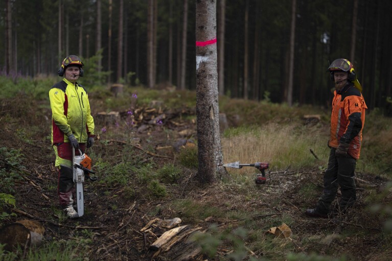 Funcionários cortam uma árvore infestada de besouros em uma floresta estadual da Baixa Saxônia nas montanhas Harz, perto de Clausthal-Zellerfeld, Alemanha, quinta-feira, 27 de julho de 2023. (AP Photo/Matthias Schrader)
