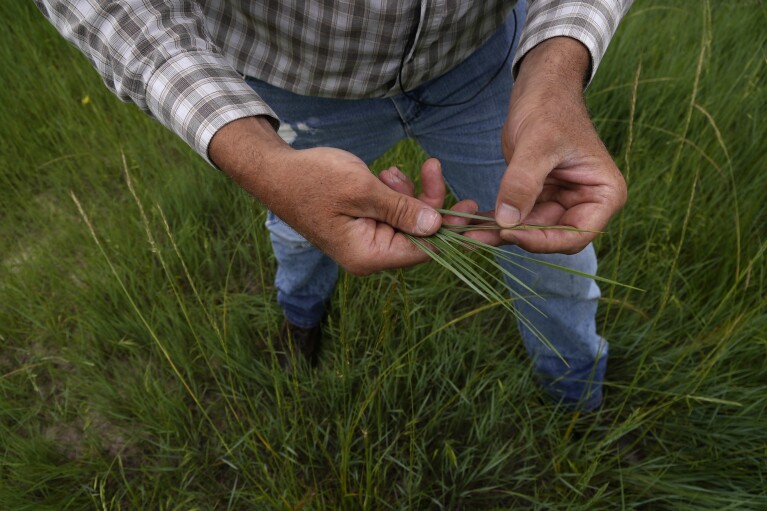 Brian Sprenger holds a handful of native western wheatgrass Wednesday, June 21, 2023, in Sidney, Neb. (AP Photo/Brittany Peterson)