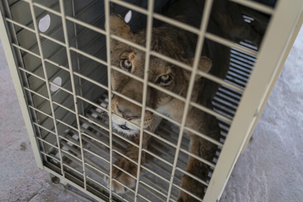 A lioness looks out from inside a transport cage at the animal refuge Ostok Sanctuary, on the outskirts of Culiacan, Mexico, Monday, May 19, 2025. (AP Photo/Felix Marquez)