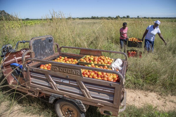 Women carry a box of tomatoes to a waiting electric tricycle in Hwedza, Zimbabwe, Thursday, March 6 2025. (AP Photo/Aaron Ufumeli)