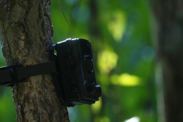 A camera trap hangs on a tree at Khnorng Phsar, a national park of Cardamom Mountain in western Phnom Penh, Cambodia, Friday, Feb. 16, 2024. As part of a plan to restore Cambodia's population of tigers, the country's Environment Ministry this weekend will start installing a network of camera traps in the country's Cardamom Mountains and soon import four tigers from India to jumpstart the repopulating process. (AP Photo/Heng Sinith)