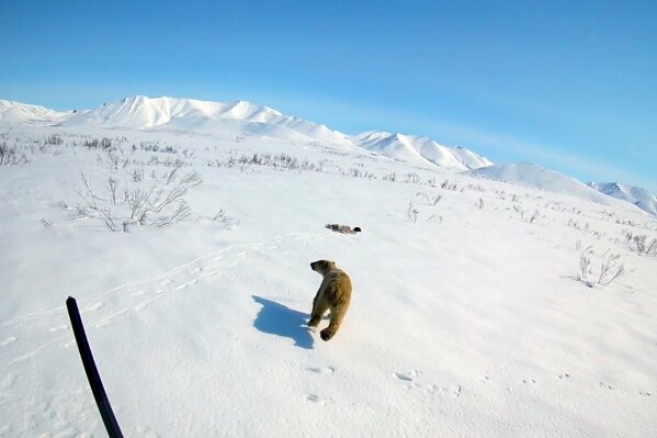 
              In this image made from video on Monday, April 22, 2019, rescue workers release a polar bear somewhere in Chukotka, Russian Far East. A polar bear which was found roaming around a village in eastern Russia, hundreds of miles away from its usual habitat, has been airlifted back home. (AP Photo)
            