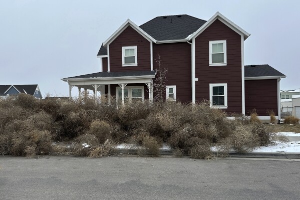 City workers clean up tumbleweeds in South Jordan, Utah, on Tuesday, March 5, 2024. The suburb of Salt Lake City was inundated with tumbleweeds after a weekend storm brought stiff winds to the area. The gnarled icon of the Old West rolled in over the weekend and kept rolling until blanketing some homes and streets in suburban Salt Lake City.(AP Photo/Brady McCombs)