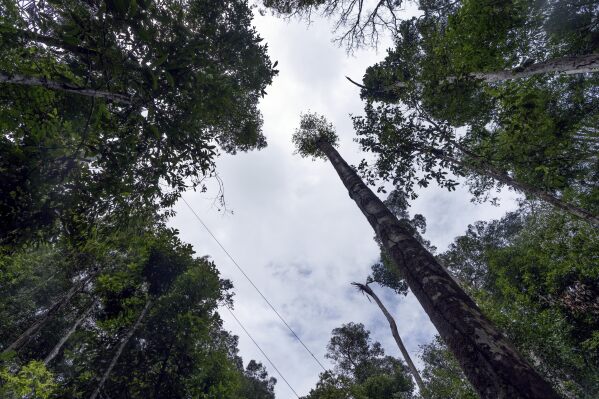 On Thursday, March 20, 2025, sparse tree covers are visible in the area of the esecaflor project, created to mimic droughts in the Caxiana National Forest, Para State, Brazil.