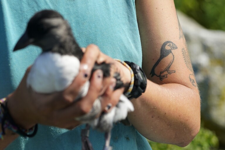 A biologists's affection for puffins is tattooed on her arm on Eastern Egg Rock, Maine, Sunday, Aug. 5, 2023. (AP Photo/Robert F. Bukaty)