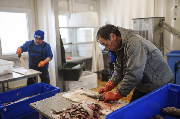 Sellers cut fish at the market in Nuuk, Greenland, Friday, March 7, 2025. (AP Photo/Evgeniy Maloletka)