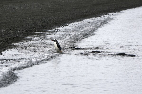 Penguins leave the water to reach King George Island, Antarctica, Nov. 23, 2023. (AP Photo/Jorge Saenz)