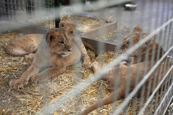 Lion cubs from Ukraine are 'fearless' in face of their first Minnesota  winter