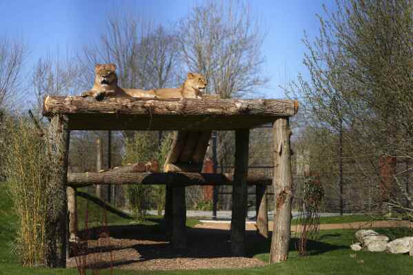 After being rescued from Ukraine, lion sisters Amani and Lira settle into their new forever home at The Big Cat Sanctuary near Ashford in Kent, England, Thursday, March 20, 2025. (AP Photo/Kirsty Wigglesworth)