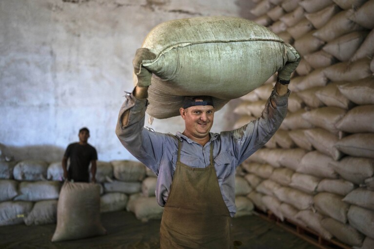 A worker carries a bags of dried yerba mate, called yerba "canchada," at the Andresito Cooperative in Andresito, in Argentina's Misiones province, Thursday, April 18, 2024. For decades Argentina's government has supported the industry with price controls and subsidies, but to fix Argentina's financial crisis, President Javier Milei seeks to scrap regulations affecting a range of markets, including yerba maté. (AP Photo/Rodrigo Abd)