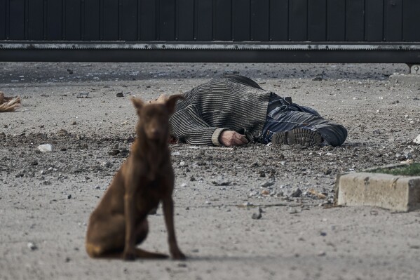 A stray dog sits near the dead body of a local citizen, killed in Russian shelling that hit an industrial area in Kherson, Ukraine, Feb. 3, 2023. (AP Photo/Libkos)