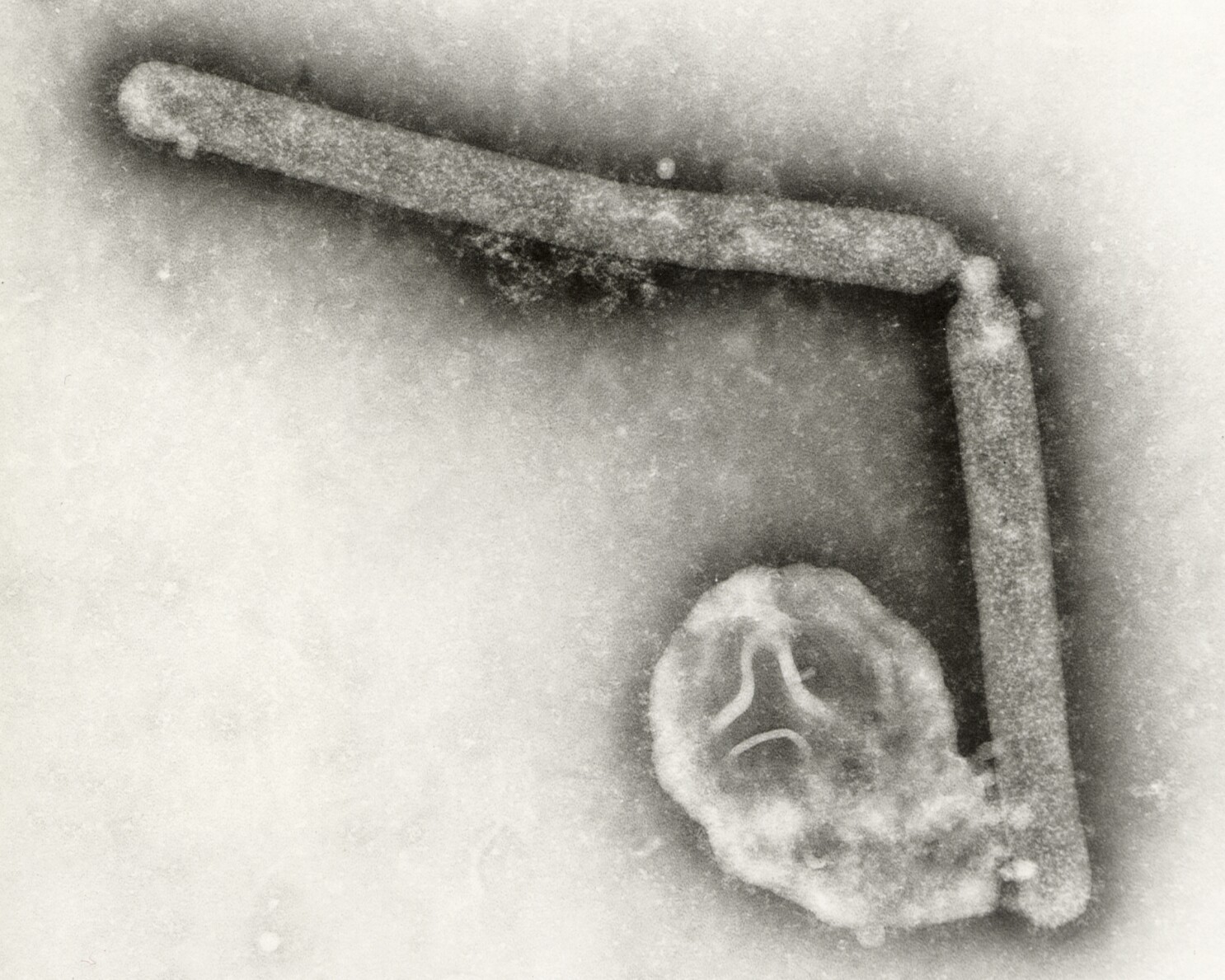 Brazil confirms its first bird flu outbreak in a commercial poultry farm