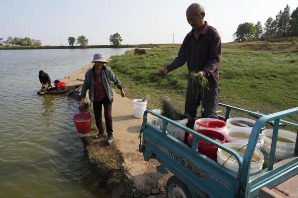 Duan Yunzhen, 73, uses clumps of grass to control water spillage from the pails as he collects water from a village pond to water his crops during drought season along Poyang Lake in north-central China's Jiangxi province on Monday, Oct. 31, 2022. On the lake's normally water-blessed northeast corner, residents scooped buckets of water from a village pond to tend their vegetables. (AP Photo/Ng Han Guan)