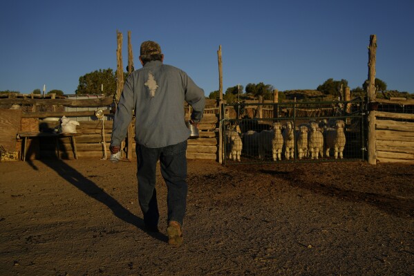 Jay Begay Sr. carries water steeped in local plants to sprinkle on sheep in the corral at his home Wednesday, Sept. 6, 2023, in the community of Rocky Ridge, Ariz., on the Navajo Nation. The mixture is used as a protection for the sheep. (AP Photo/John Locher)