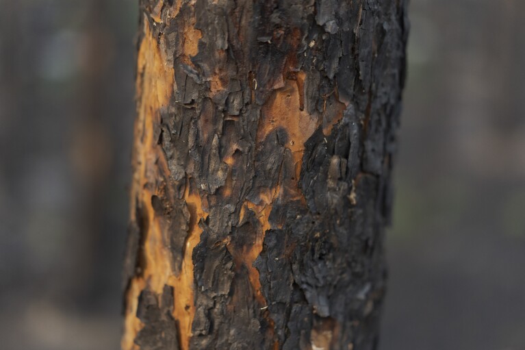A burnt tree from recent wildfires stands in Fort Chipewyan, Canada, on Sunday, Sep. 3, 2023. Wildfires are bringing fresh scrutiny to Canada's fossil fuel dominance, its environmentally friendly image and the viability of becoming carbon neutral by 2050.(AP Photo/Victor R. Caivano)