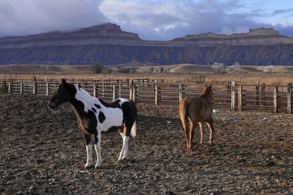 Horses stand on a farm Thursday, Jan. 25, 2024, in Green River, Utah. (AP Photo/Brittany Peterson)