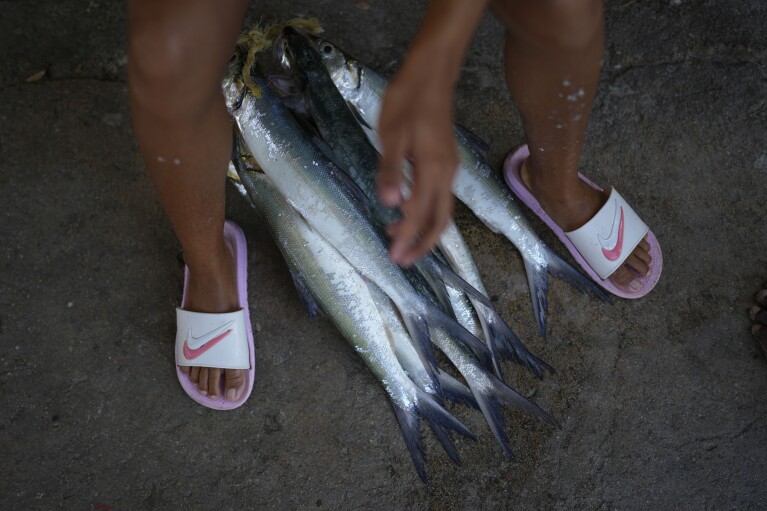 Fisherwoman Maria Reyes stands over fish she will take home after a day of fishing off the coast of Chuao, Venezuela, Thursday, June 8, 2023. Reyes said she started fishing a few years ago when she graduated from high school. (AP Photo/Matias Delacroix)