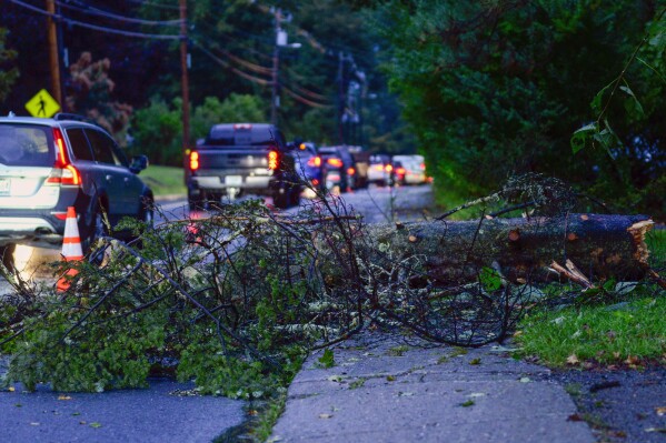A tree that fell during a storm caused traffic to stop in both directions Friday, Sept. 8, 2023 in Brattleboro, Vt.. (Kristopher Radder/The Brattleboro Reformer via AP)