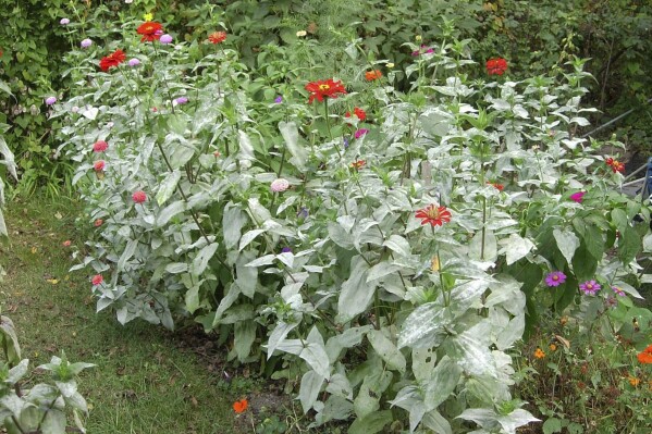 This image provided by Bugwood.org shows powdery mildew symptoms on zinnia plants. (Elizabeth Bush/Virginia Polytechnic Institute and State University/Bugwood.org via AP)