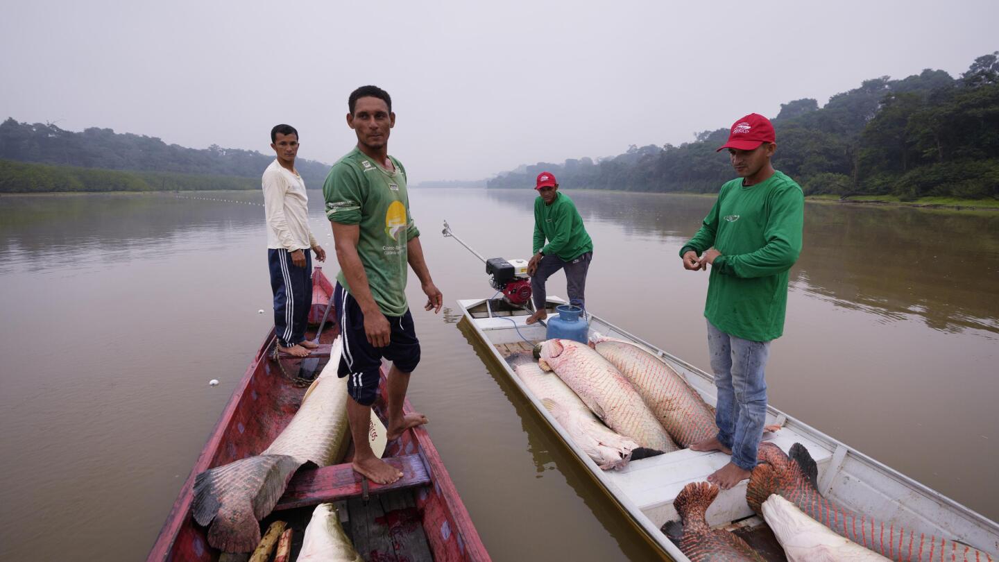 Catching Fish In Fishing Net On A Beautiful River Background Stock