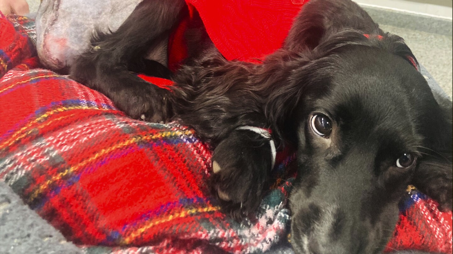 Meet Ariel, the formerly 6-legged spaniel who underwent surgery to remove extra limbs