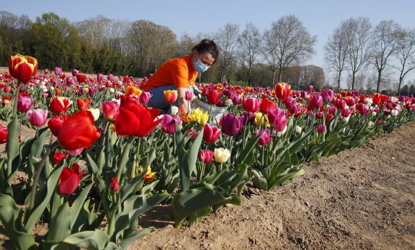 A woman wearing a sanitary mask to protect against coronavirus picks tulip flowers to be home delivered, in the "Tulipani Italiani" tulip field, planted by a Dutch couple to recreate the tradition in the Netherlands where you can pick your own tulip, in Arese, near Milan, Italy, Tuesday, April 7, 2020.  Domenico Arcuri, Italy’s commissioner for fighting the COVID-19 virus, appealed to Italians ahead of the Easter weekend to not lower their guard and to abide by a lockdown now in its fifth week. The new coronavirus causes mild or moderate symptoms for most people, but for some, especially older adults and people with existing health problems, it can cause more severe illness or death. (AP Photo/Antonio Calanni)
