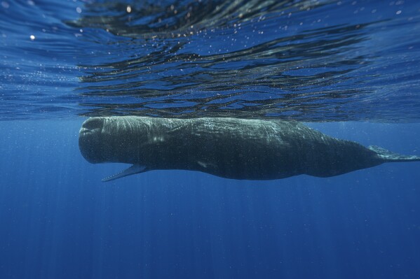 A sperm whale swims off the coast of Dominica in March 2024. In a study published Tuesday, May 7, in the journal Nature Communications, scientists studying the sperm whales that live around the Caribbean island have described for the first time the basic elements of how they might be talking to each other, in an effort that could one day help us to better protect them. (Samuel Lam via Ǻ)