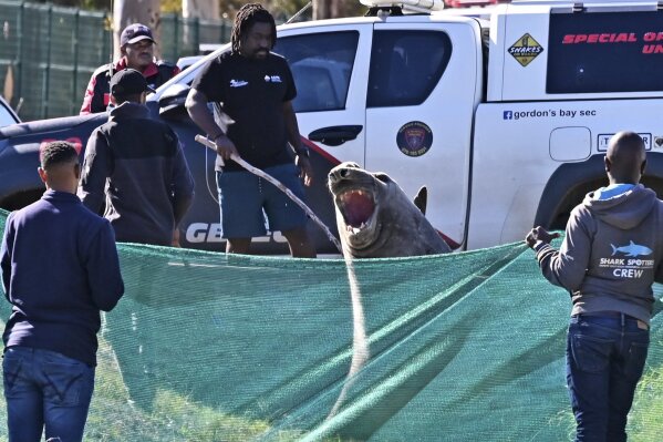Staff members of the Marine Unit with Shark Spotters facilitate the transportation of an elephant seal that found its way into a residential area in Gordon's Bay, near Cape Town, South Africa, Tuesday, May 27, 2025. (AP Photo)