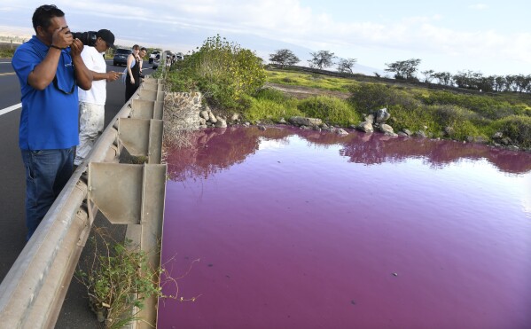 Severino Urubio of Hilo, Hawaii snaps photos of Kealia Pond's pink water at Kealia Pond National Wildlife Refuge in Kihei, Hawaii on Wednesday, Nov. 8, 2023. Officials in Hawaii are investigating why the pond turned pink, but there are some indications that drought may be to blame. (Matthew Thayer/The Maui News via AP)