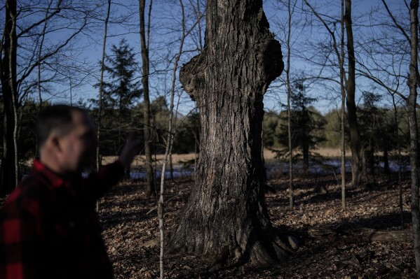 Jeremy Solin points out a 250-year-old sugar maple tree called Grandpa Tree in his sugarbush, Sunday, Feb. 25, 2024, in Deerbrook, Wis. (AP Photo/Joshua A. Bickel)