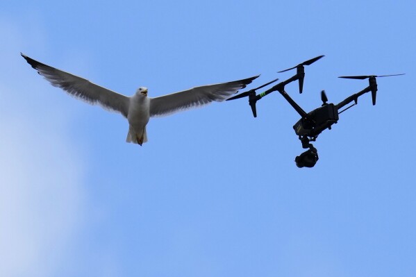A drone used for TV broadcast is attacked by a seagull above St. Peter's Square where 133 cardinals are gathering on the second day of the conclave to elect successor of late Pope Francis, at the Vatican, Thursday, May 8, 2025. (AP Photo/Gregorio Borgia)