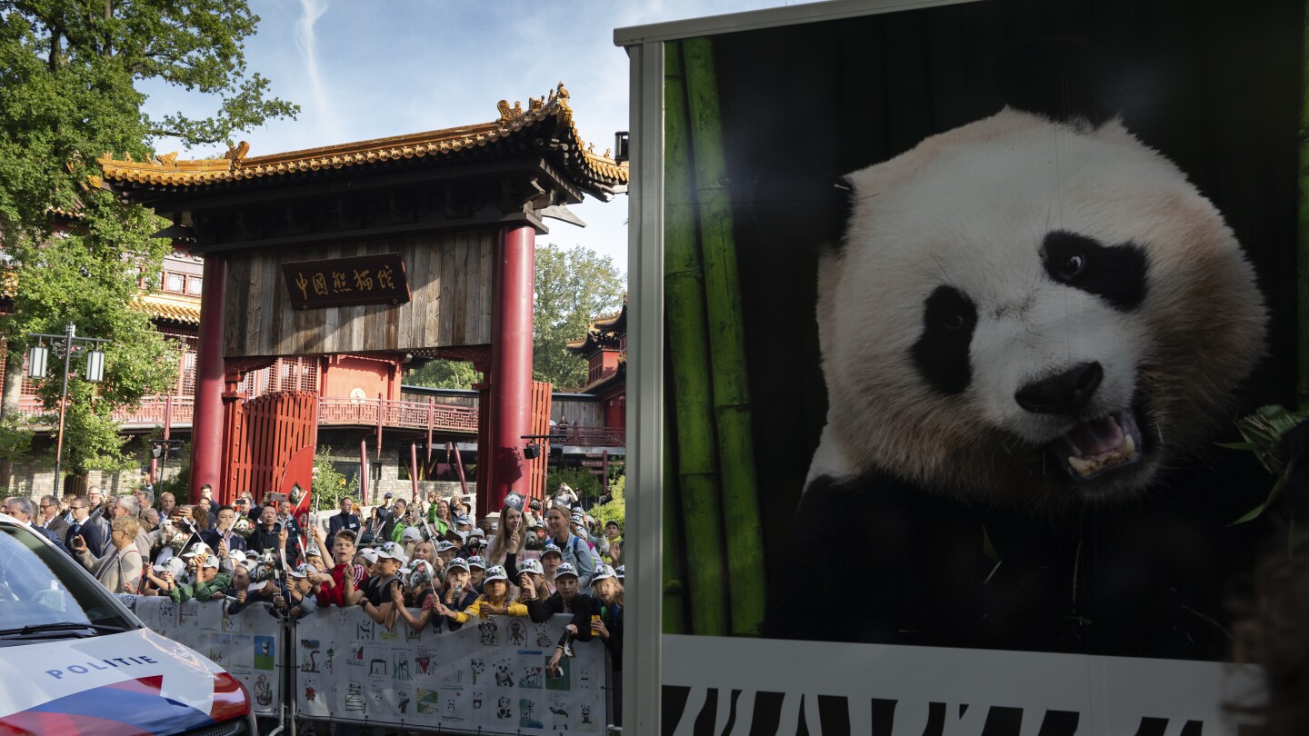 Reuzenpanda Fan Jing verhuist van een Nederlandse dierentuin naar zijn geboorteland China