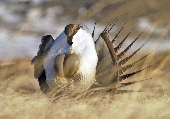 
              FILE - In this April 15, 2008, file photo, a male sage grouse performs his "strut" near Rawlins, Wyo. The Trump administration moved forward Thursday, Dec. 6, 2018, with plans to ease restrictions on oil and natural gas drilling and other activities across millions of acres in the American West that were put in place to protect the imperiled bird species. (Jerrett Raffety/Rawlins Daily Times via AP, File)
            