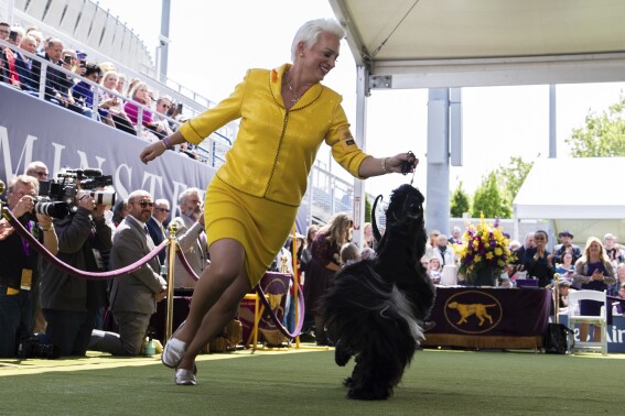 Handler Alicia Jones runs with Afghan Hound Louis during breed group judging at the 148th Westminster Kennel Club Dog show, Monday, May 13, 2024, at the USTA Billie Jean King National Tennis Center in New York. (AP Photo/Julia Nikhinson)