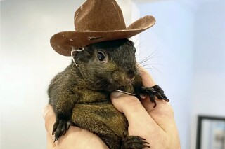 FILE — This undated image provided by Mark Longo shows his pet squirrel Peanut that was seized by officers from the state Department of Environmental Conservation, at Longo's home in rural Pine City, N.Y., Oct. 30, 2024. (Courtesy Mark Longo via AP, File)