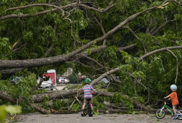 Neighborhood children check out an uprooted tree that's blocking East 15th Street near Arlington Street Friday, May 17, 2024 at The Heights in Houston. Power outages could last weeks in parts of Houston, an official warned Friday, after thunderstorms with hurricane-force winds tore through the city, knocking out electricity to nearly 1 million homes and businesses in the region, blowing out windows on downtown high rises and flipping vehicles. (Yi-Chin Lee/Houston Chronicle via AP)